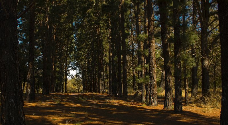 in the pines.jpg